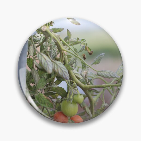 Item preview, Growing Cherry Tomatoes in Natural Light designed and sold by diabphotography.