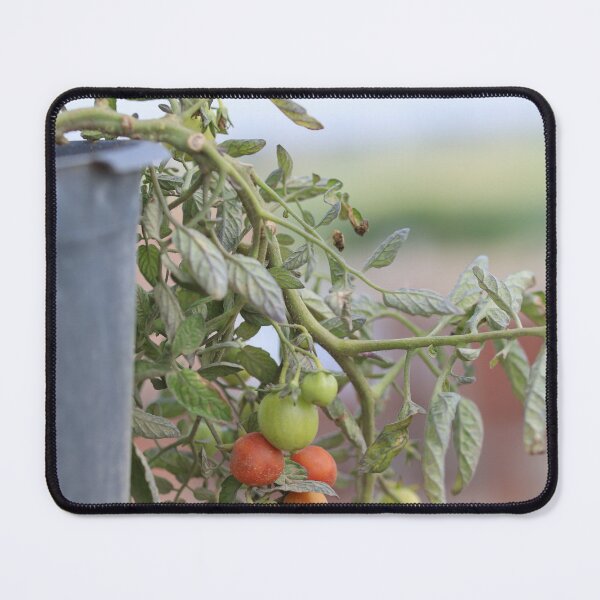 Item preview, Growing Cherry Tomatoes in Natural Light designed and sold by diabphotography.