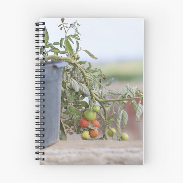 Item preview, Growing Cherry Tomatoes in Natural Light designed and sold by diabphotography.