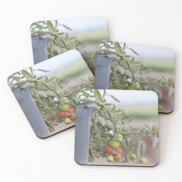 Item preview, Growing Cherry Tomatoes in Natural Light designed and sold by diabshoots.
