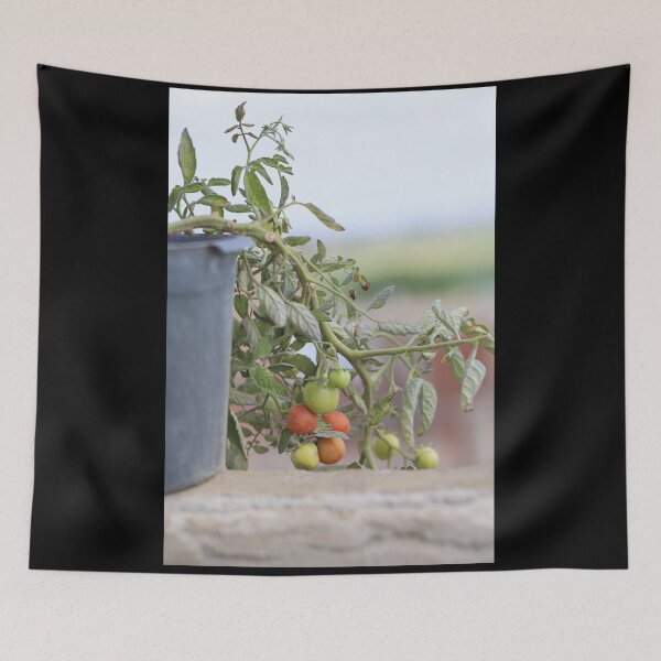 Item preview, Growing Cherry Tomatoes in Natural Light designed and sold by diabphotography.