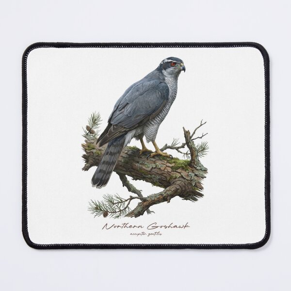 Item preview, Northern Goshawk on Pine Tree designed and sold by Takeda-art.