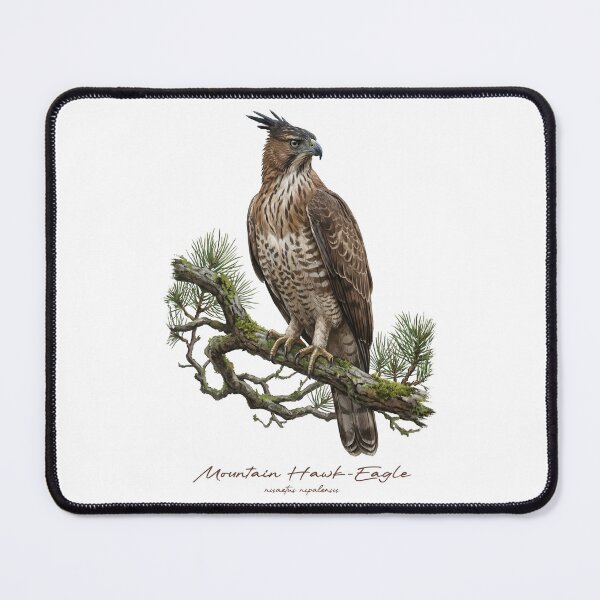 Item preview, Mountain Hawk-Eagle on Mossy Pine Tree designed and sold by Takeda-art.