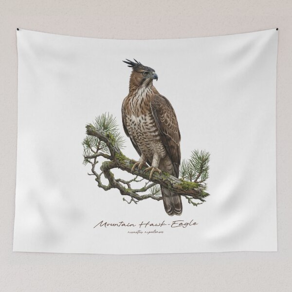 Item preview, Mountain Hawk-Eagle on Mossy Pine Tree designed and sold by Takeda-art.
