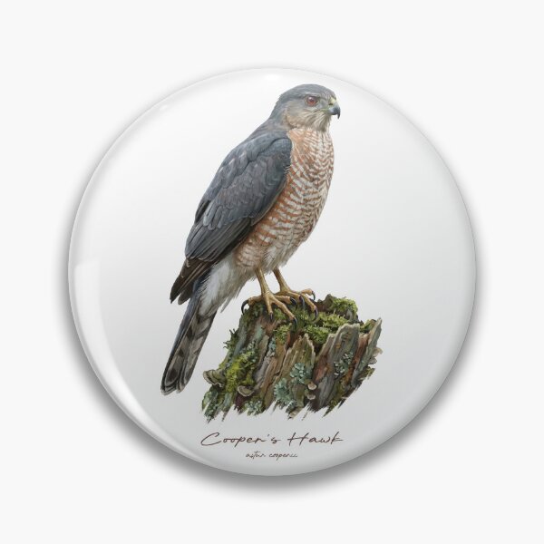 Item preview, Cooper's Hawk on Mossy Stump designed and sold by Takeda-art.