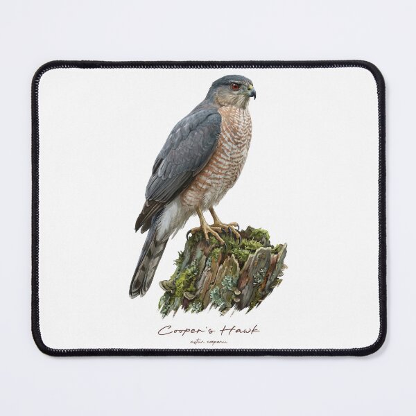 Item preview, Cooper's Hawk on Mossy Stump designed and sold by Takeda-art.
