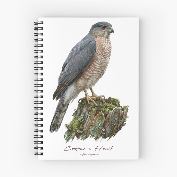 Item preview, Cooper's Hawk on Mossy Stump designed and sold by Takeda-art.