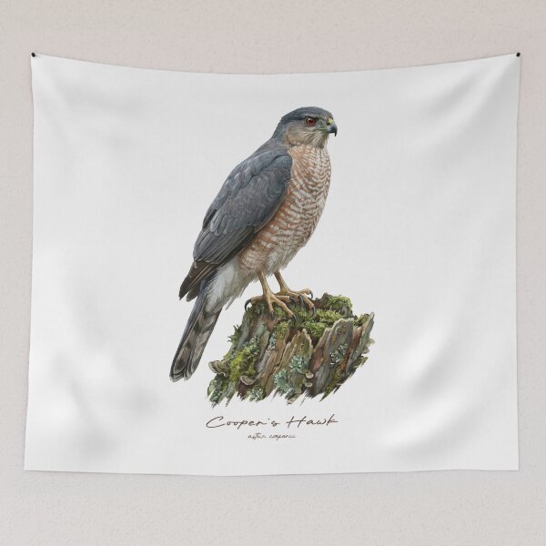 Item preview, Cooper's Hawk on Mossy Stump designed and sold by Takeda-art.