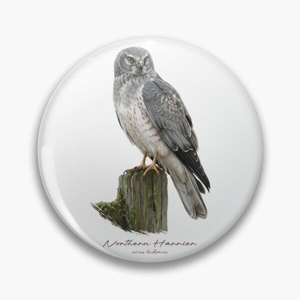 Item preview, Northern Harrier on Mossy Wooden Fence designed and sold by Takeda-art.