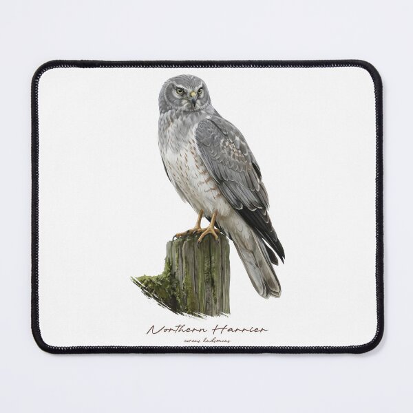 Item preview, Northern Harrier on Mossy Wooden Fence designed and sold by Takeda-art.