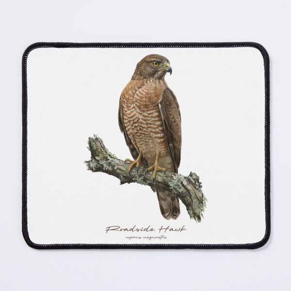 Item preview, Roadside Hawk on Rustic Branch designed and sold by Takeda-art.