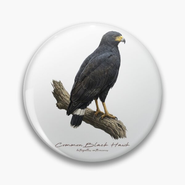 Item preview, Common Black Hawk on Branch designed and sold by Takeda-art.