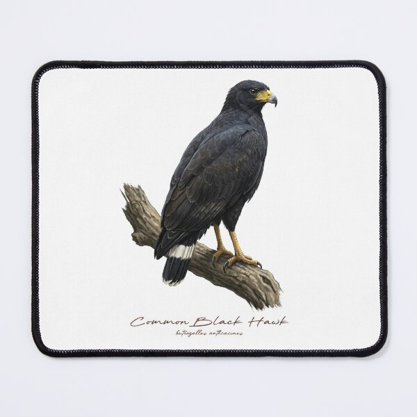 Item preview, Common Black Hawk on Branch designed and sold by Takeda-art.