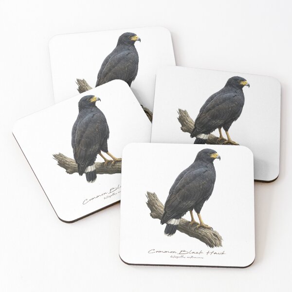 Item preview, Common Black Hawk on Branch designed and sold by Takeda-art.