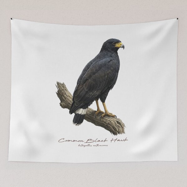 Item preview, Common Black Hawk on Branch designed and sold by Takeda-art.