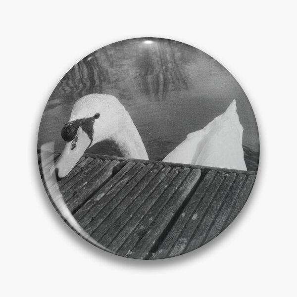 Item preview, cute swan portrait (forth & clyde canal, allandale, scotland) (april 2026) designed and sold by photosbykel.
