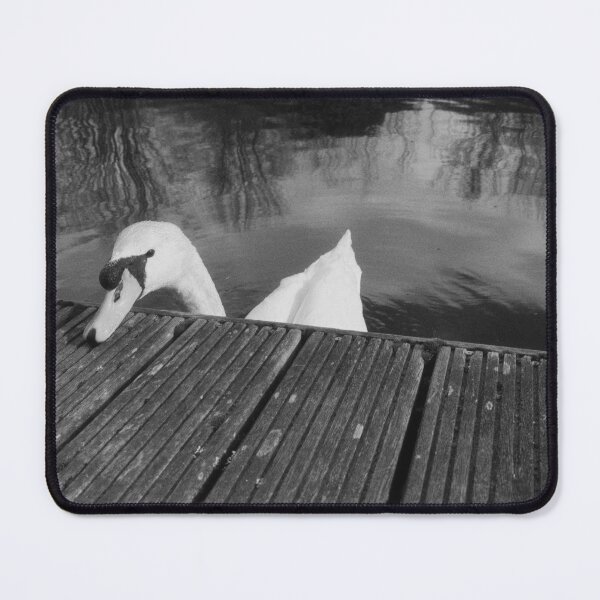 Item preview, cute swan portrait (forth & clyde canal, allandale, scotland) (april 2026) designed and sold by photosbykel.