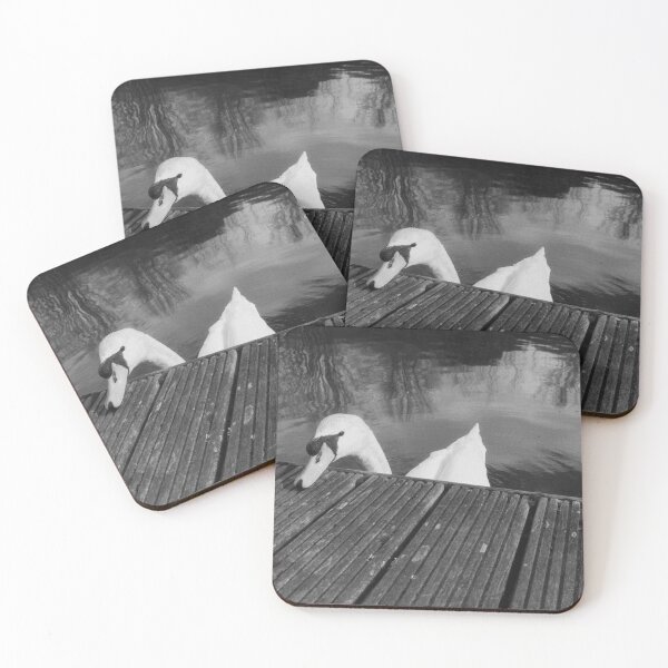 Item preview, cute swan portrait (forth & clyde canal, allandale, scotland) (april 2026) designed and sold by photosbykel.