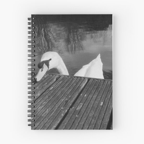 Item preview, cute swan portrait (forth & clyde canal, allandale, scotland) (april 2026) designed and sold by photosbykel.
