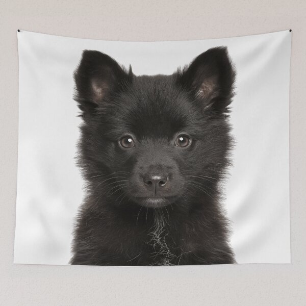 Item preview, Adorable Schipperke puppy for Cute Spits puppy lovers designed and sold by LazyOwlStore.
