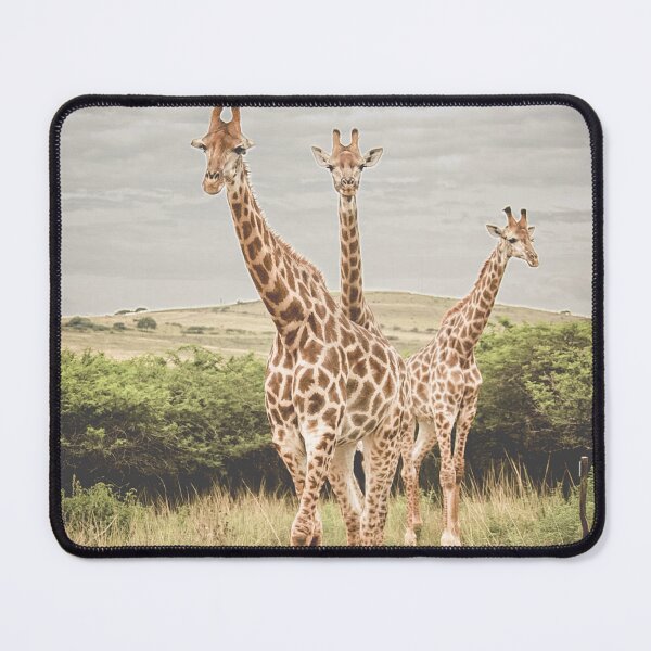 Item preview, Giraffes designed and sold by NickyLeighPhoto.
