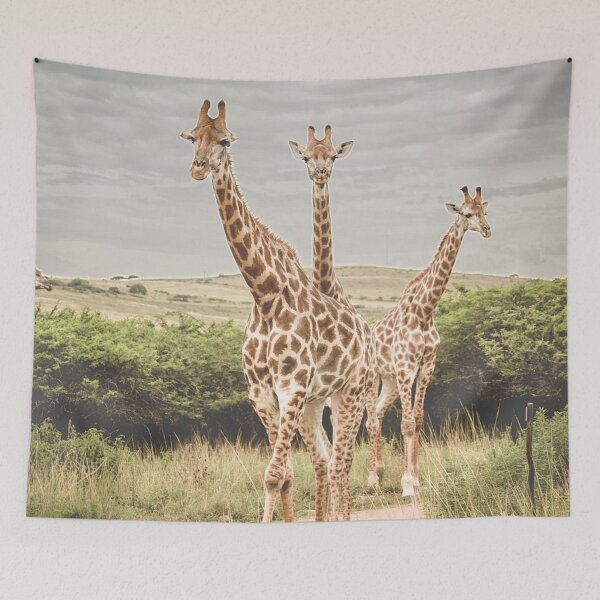 Item preview, Giraffes  designed and sold by NickyLeighPhoto.