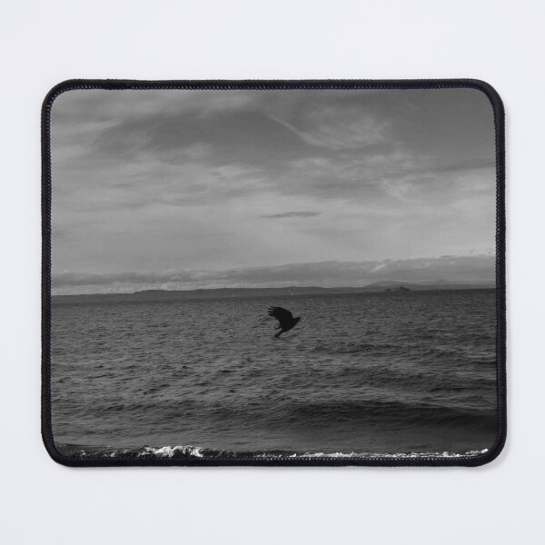 Item preview, majestic crow flying on the coast of Musselburgh (Edinburgh, Scotland) (april 2026) designed and sold by photosbykel.