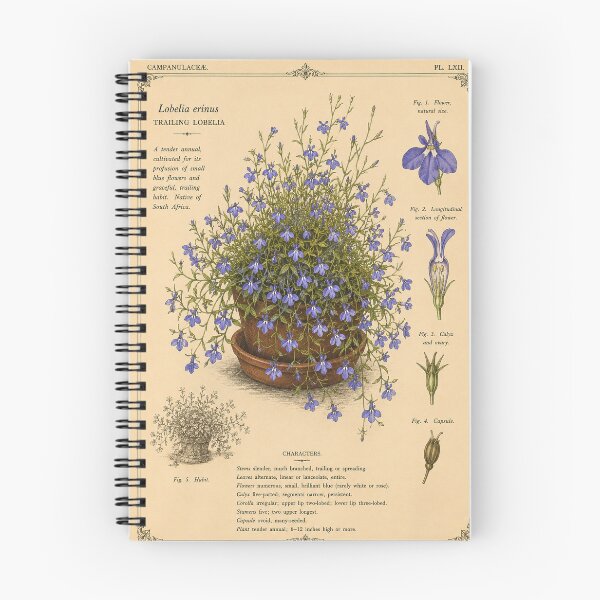 Item preview, Victorian Lobelia Botanical Illustration | Antique Trailing Lobelia Floral Print designed and sold by BethnalShop.