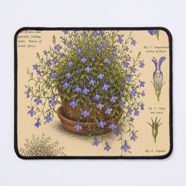 Item preview, Victorian Lobelia Botanical Illustration | Antique Trailing Lobelia Floral Print designed and sold by BethnalShop.