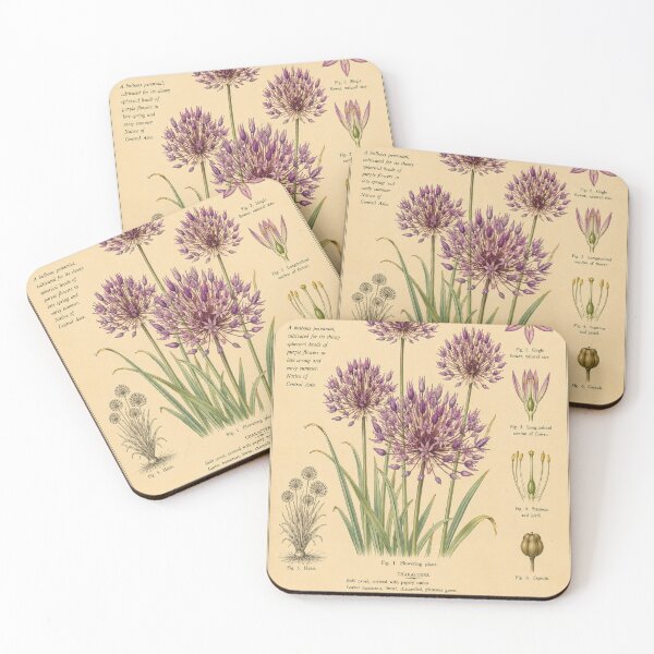 Item preview, Victorian Allium Botanical Illustration | Antique Ornamental Onion Floral Print designed and sold by BethnalShop.