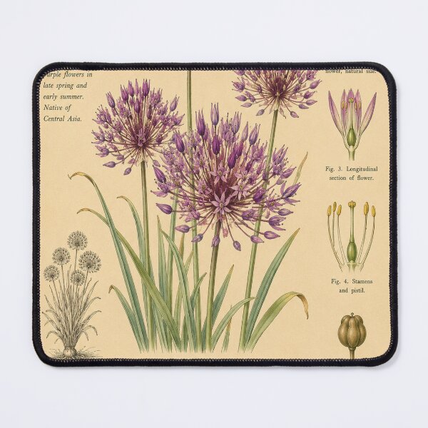 Item preview, Victorian Allium Botanical Illustration | Antique Ornamental Onion Floral Print designed and sold by BethnalShop.