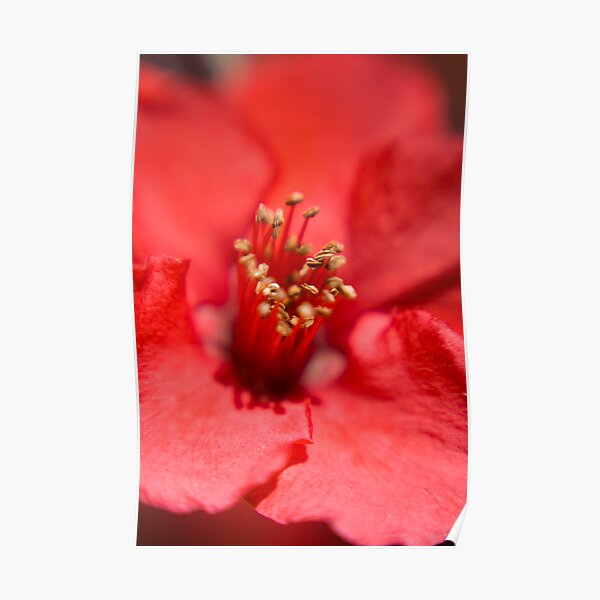 Quince Blossom Poster