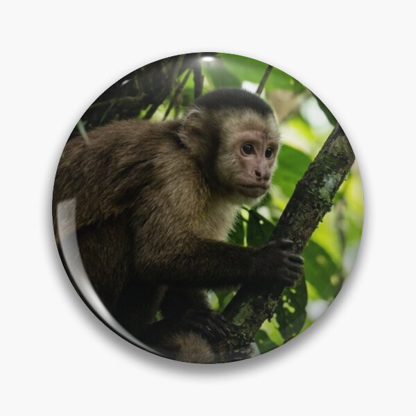 Item preview, Capuchin monkey observing from the shade of a tree designed and sold by Malisa345.
