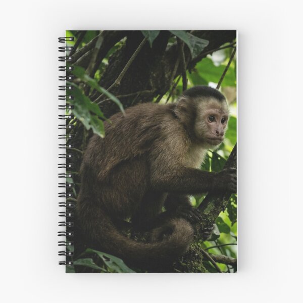 Item preview, Capuchin monkey observing from the shade of a tree designed and sold by Malisa345.