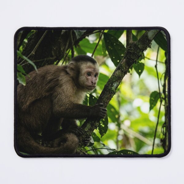 Item preview, Capuchin monkey observing from the shade of a tree designed and sold by Malisa345.