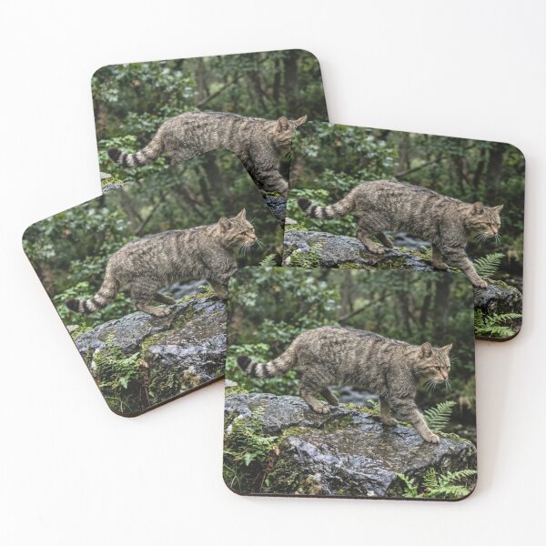 Item preview, Wild cat walking on wet rock designed and sold by Malisa345.