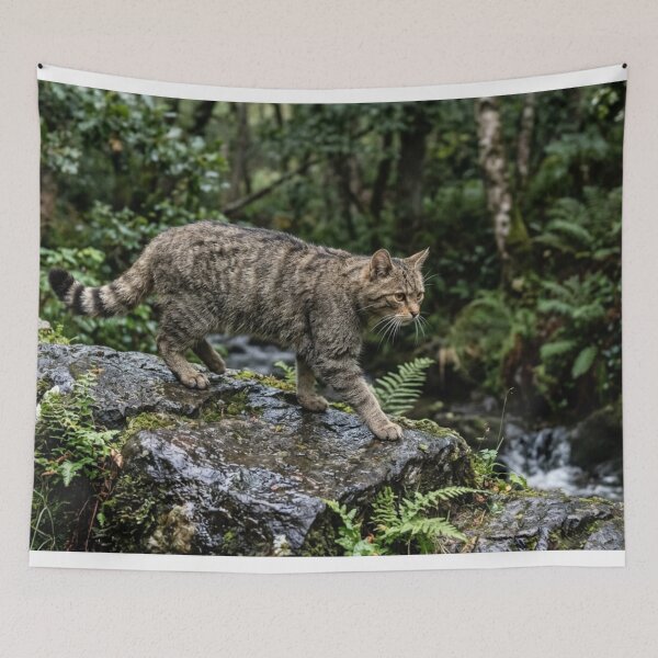 Item preview, Wild cat walking on wet rock designed and sold by Malisa345.
