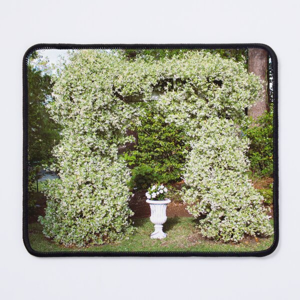 Item preview, Garden Arch with Star Jasmine designed and sold by Cynthia48.
