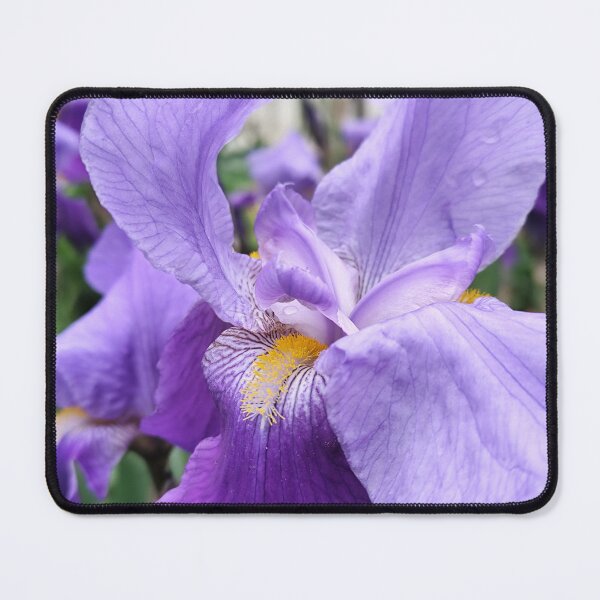 Item preview, Amazing Light Purple Iris Barbata Flower Gift designed and sold by vtspatial.