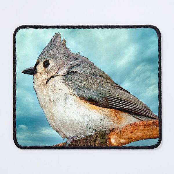 Item preview, Tufted Titmouse Perched on Branch designed and sold by AMacGPhilly.