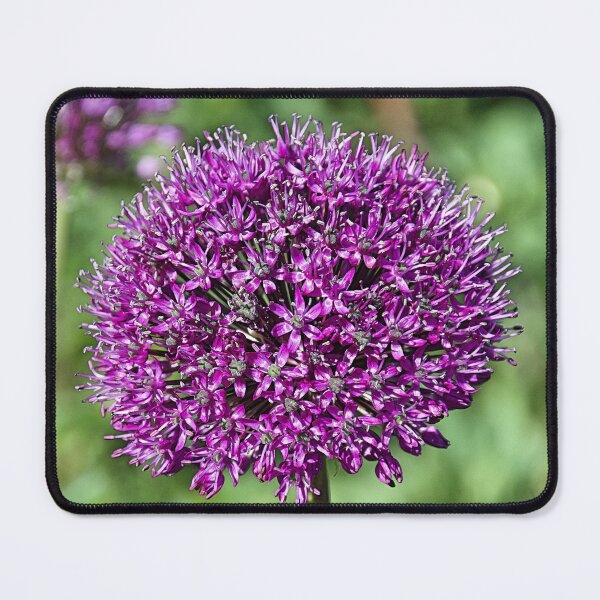 Item preview, Allium designed and sold by Hevparsons.