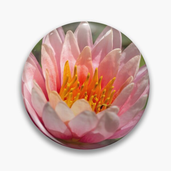 Item preview, Pink Water Lily at the National Butterfly Center designed and sold by Debra Martz.