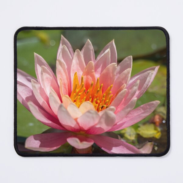 Item preview, Pink Water Lily at the National Butterfly Center designed and sold by Debra Martz.