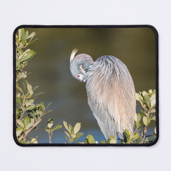 Item preview, Tricolored Heron Preening by Water designed and sold by Debra Martz.