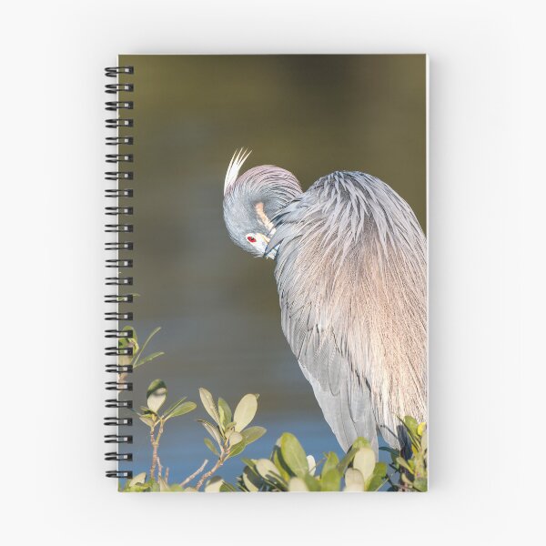 Item preview, Tricolored Heron Preening by Water designed and sold by Debra Martz.