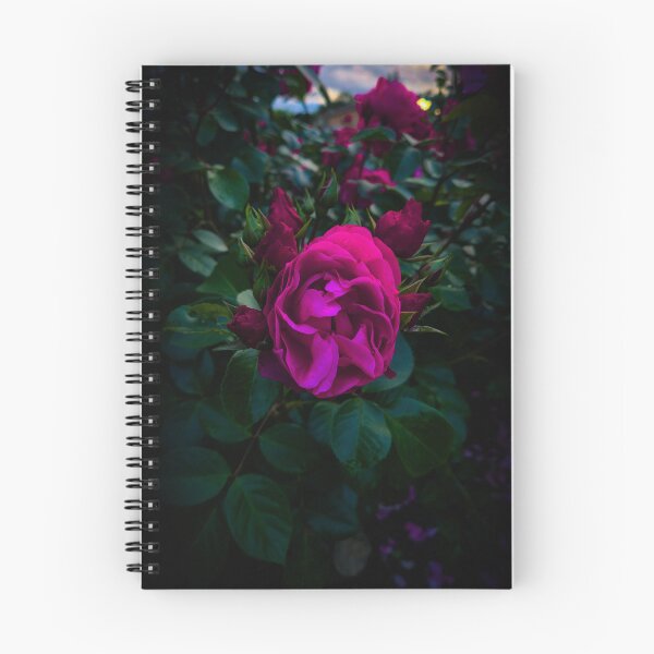 Item preview, Pink Rose designed and sold by ColinVisuals.