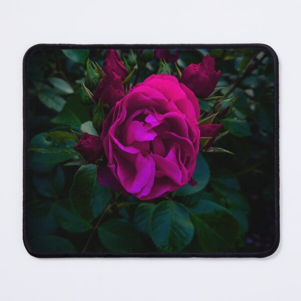 Item preview, Pink Rose designed and sold by ColinVisuals.