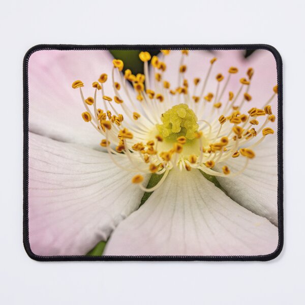 Item preview, Inside the Wild Rose — Pistil and Stamens in Macro Detail designed and sold by Rabee Khalil Photography.