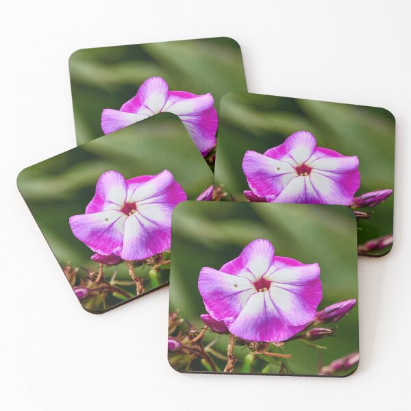 Item preview, Solo Phlox designed and sold by Eidetic Photos.