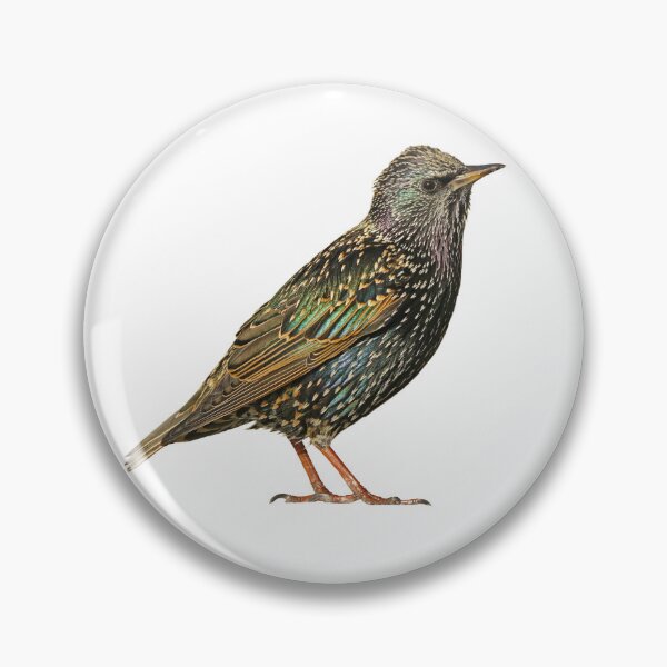 Item preview, European Starling designed and sold by kyra0nicole.